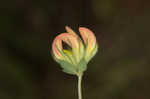 Bird's-foot trefoil